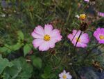 秋英花卉鲜花