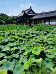 荷花莲池东湖凉亭