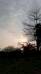 黄昏树梢夕阳
