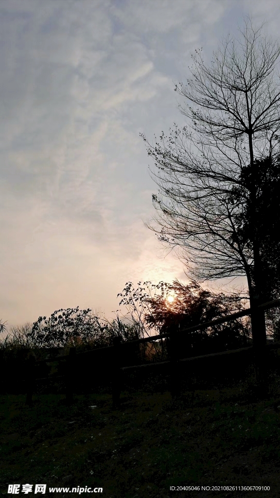黄昏树梢夕阳