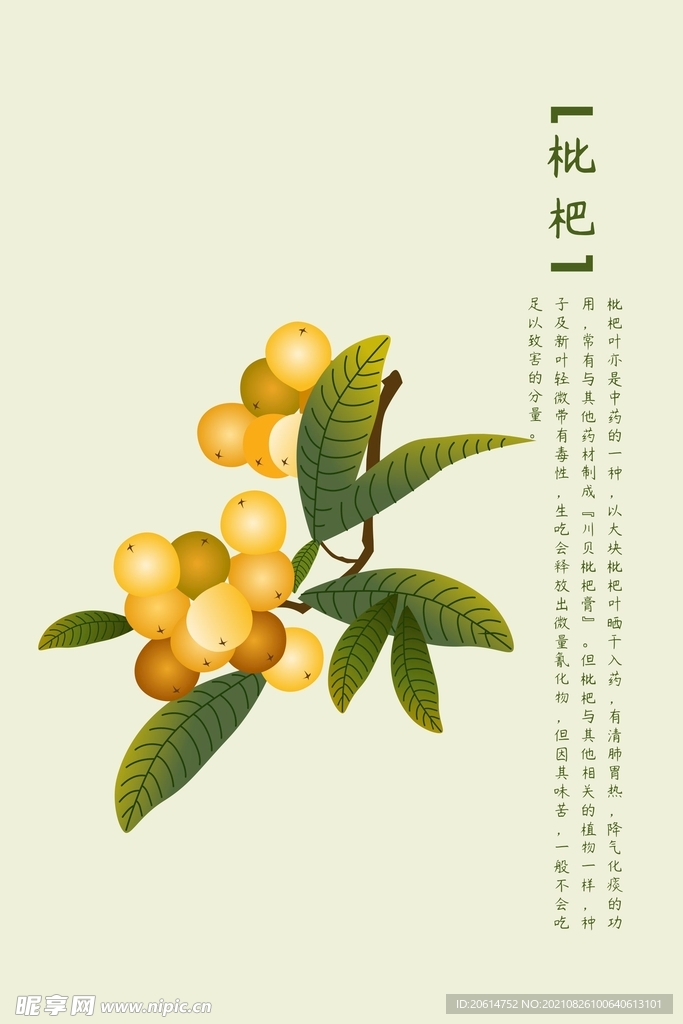 中药枇杷