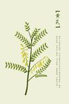 中药黄芪