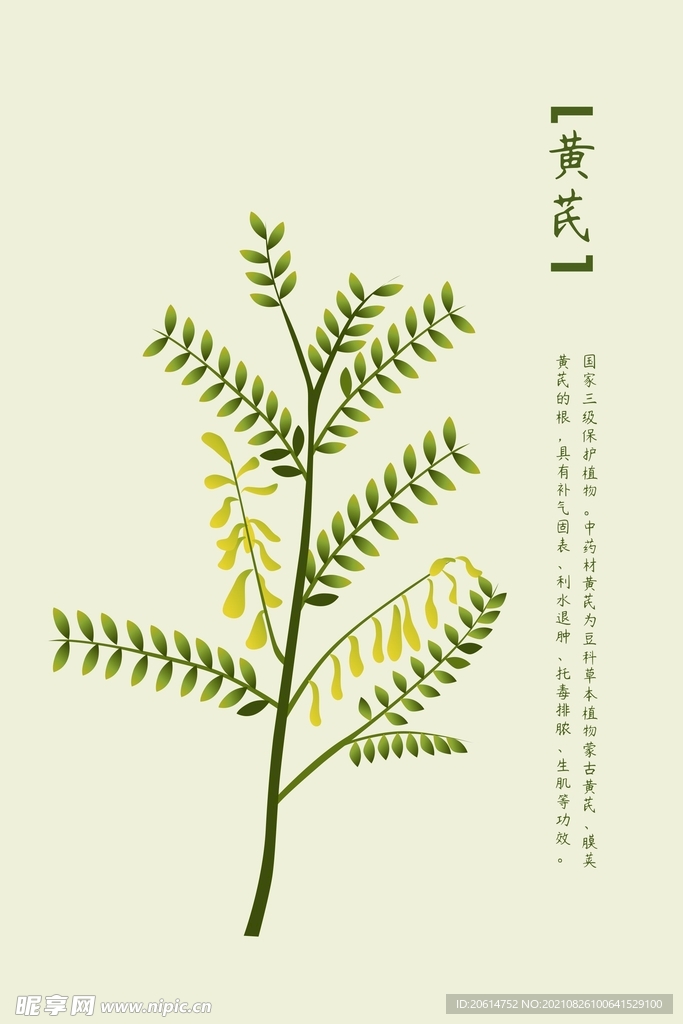 中药黄芪