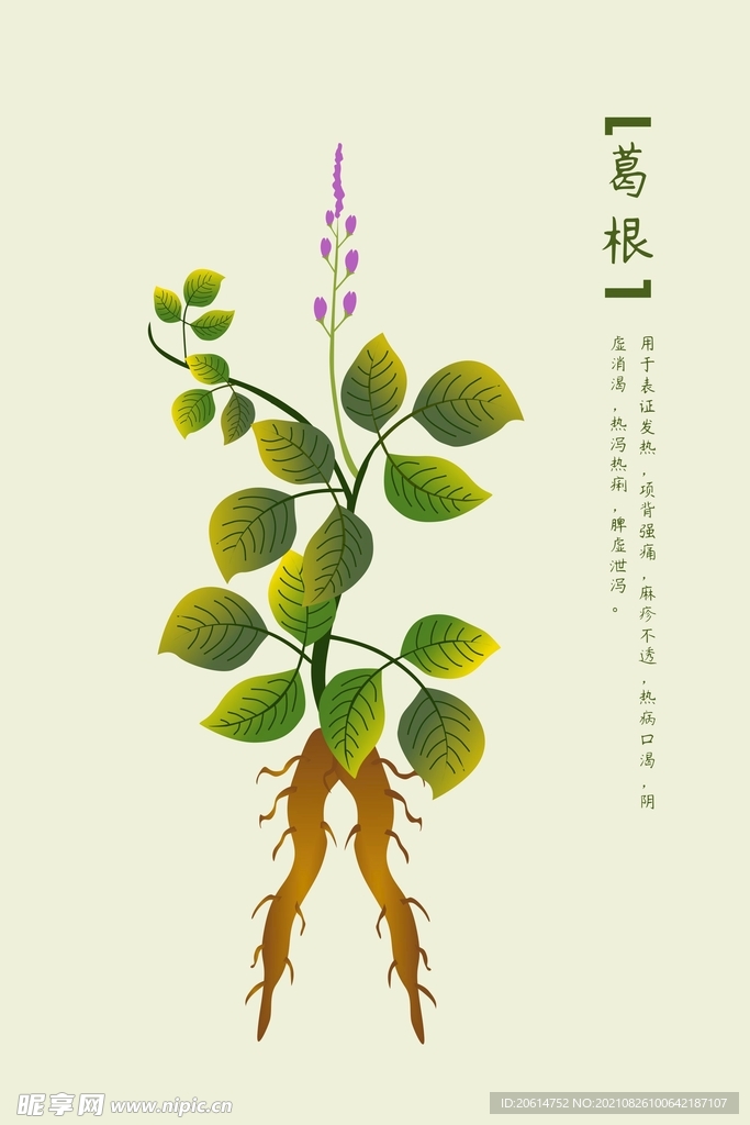 中药葛根