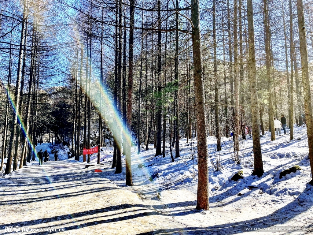 冬日里的树林风景