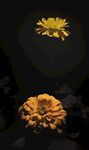 百日菊