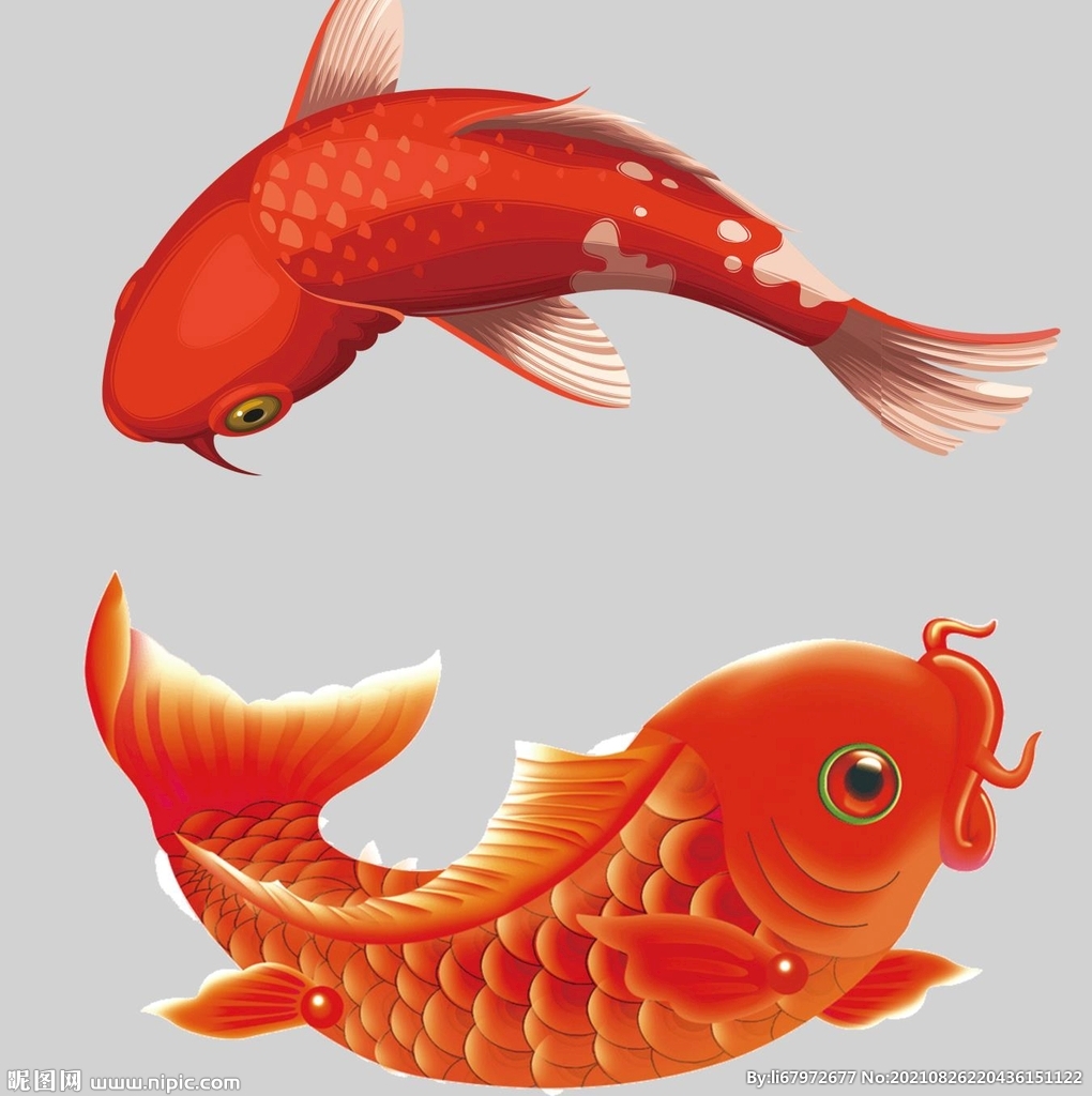 鲤鱼 金鱼