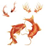 金鱼鲤鱼