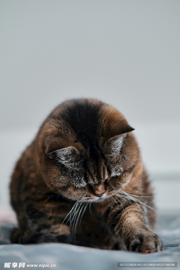 猫