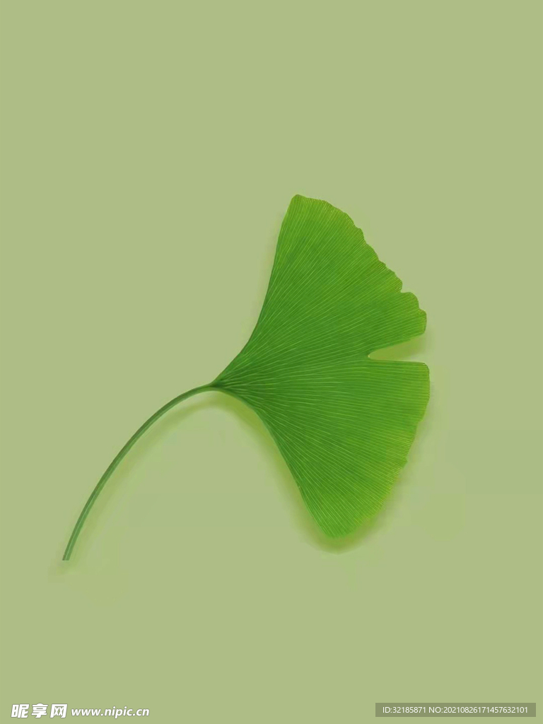 银杏图片