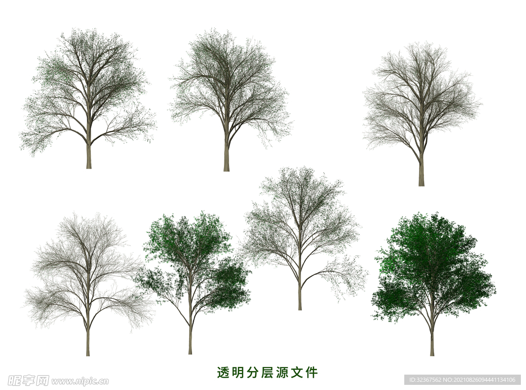榆树