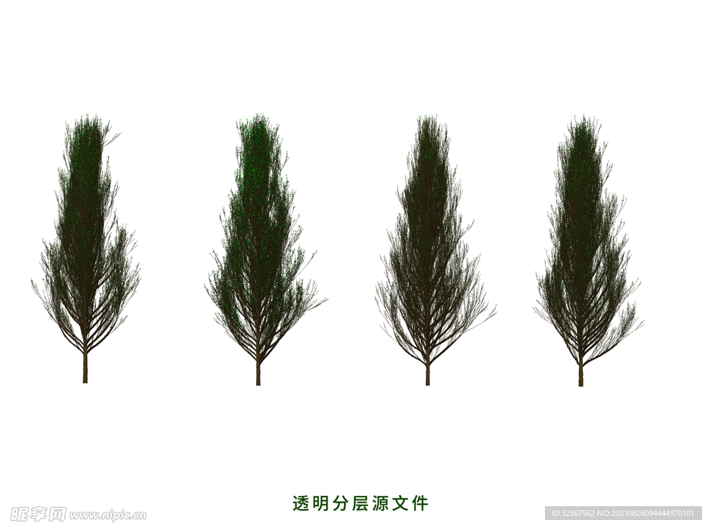 柏树
