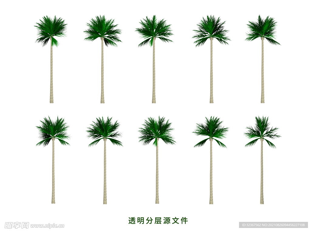 棕榈树
