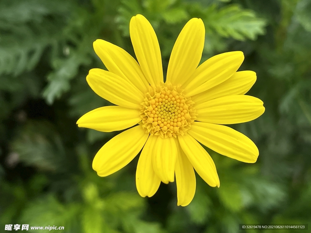 野花 黄花 菊花