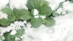 雪地里的上海青
