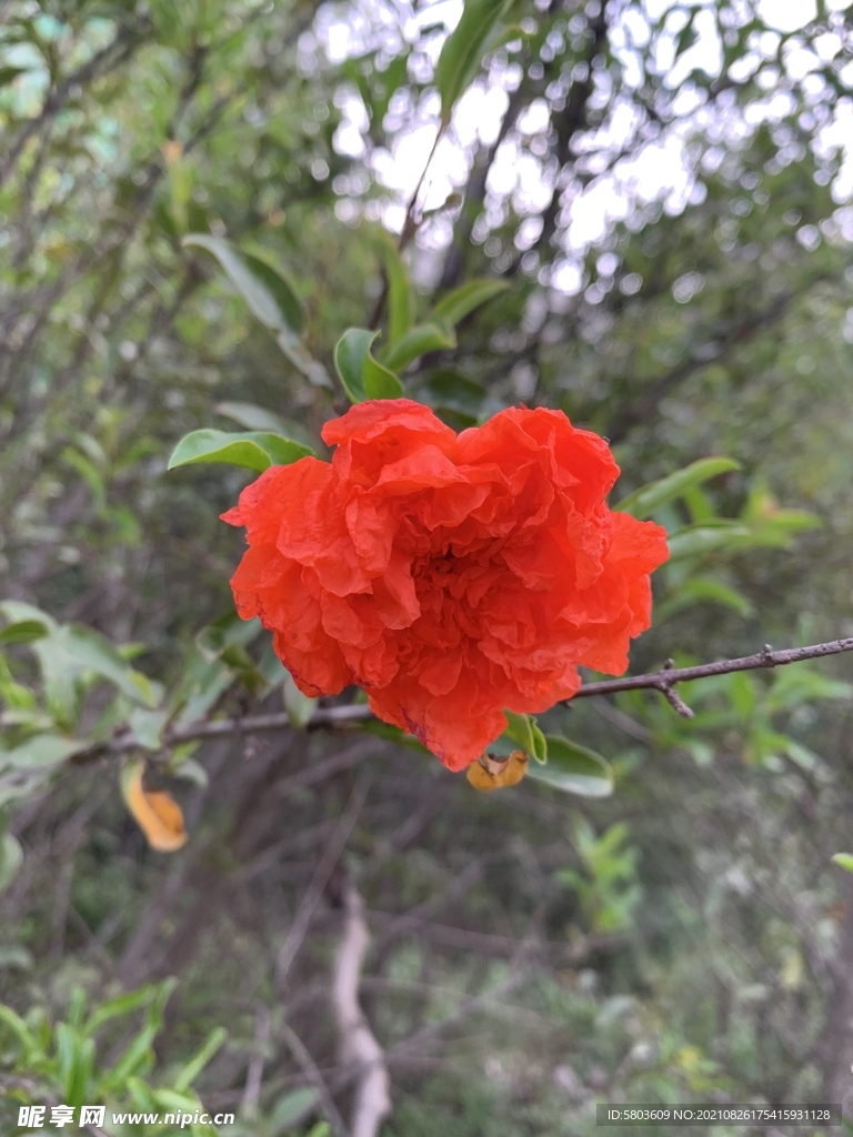 石榴花 红花