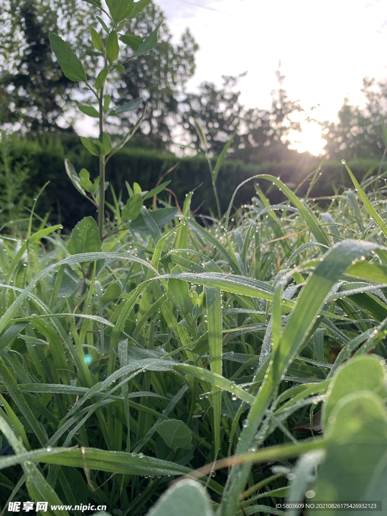 野草 绿草