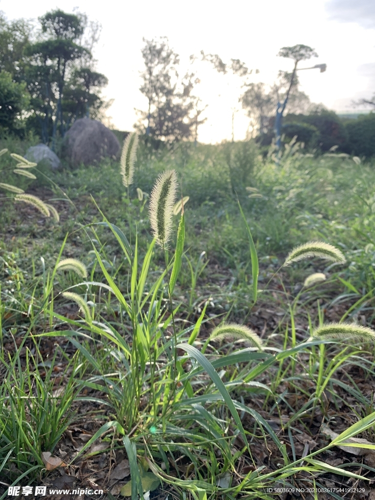 狗尾巴草