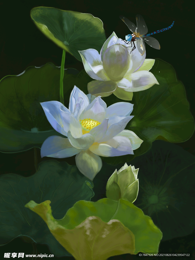 白莲花