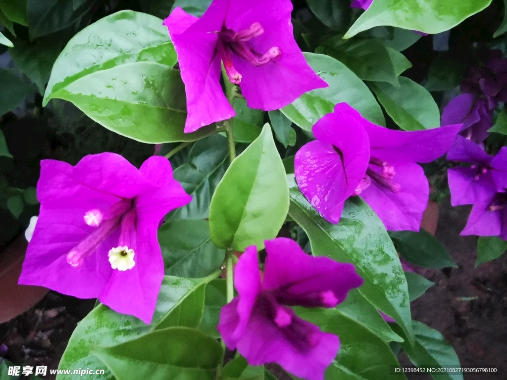 叶子花