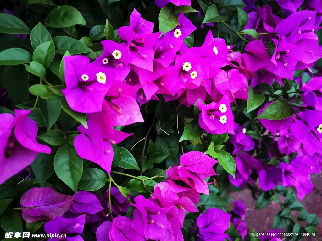 叶子花