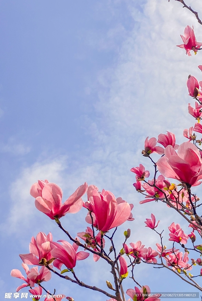 花卉