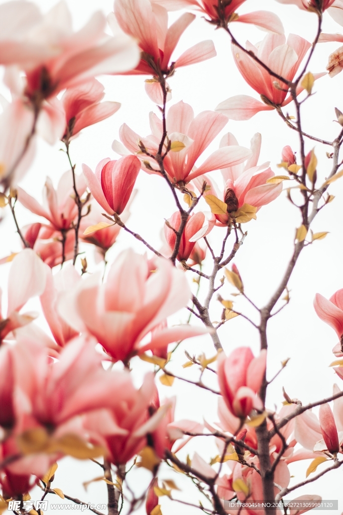 花卉