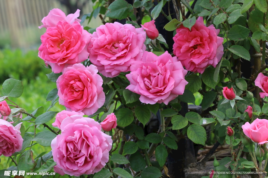 月季花