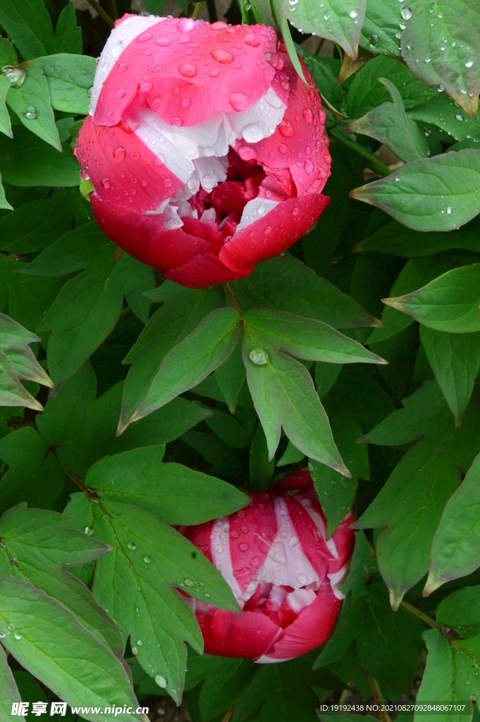 雨露牡丹花 