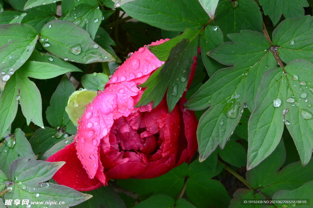 雨露牡丹花