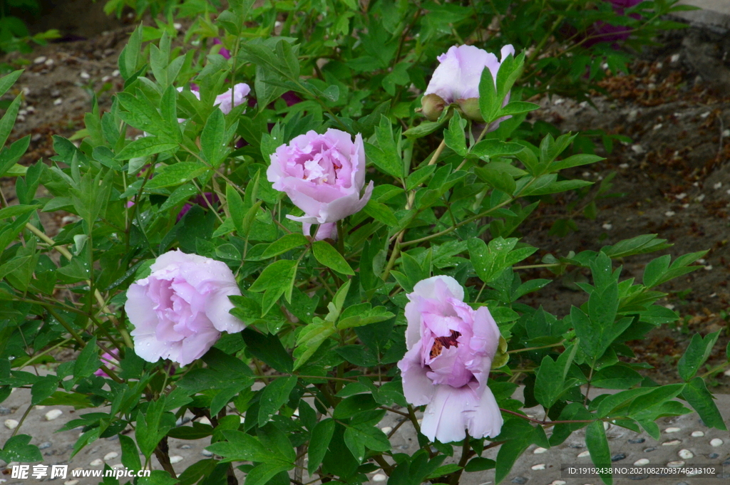牡丹花