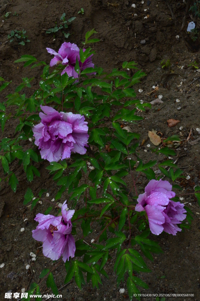 牡丹花 