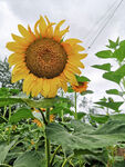 向日葵 太阳花 农村 瓜子花