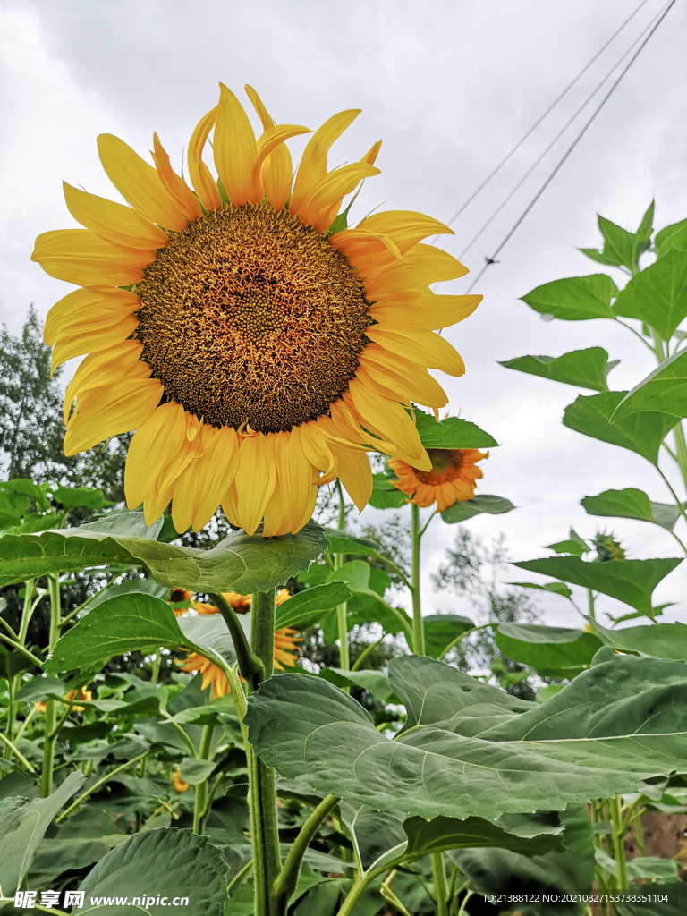 向日葵 太阳花 农村 瓜子花