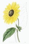 花卉