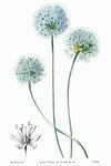 花卉