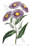花卉