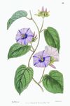 花卉