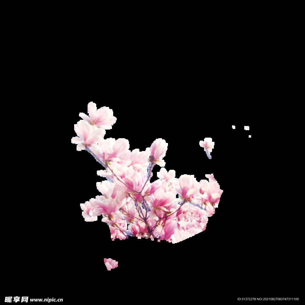 手绘粉色樱花免扣素材图片 