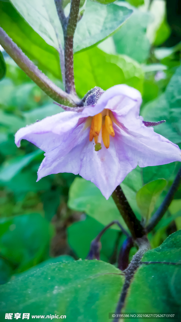 茄子花