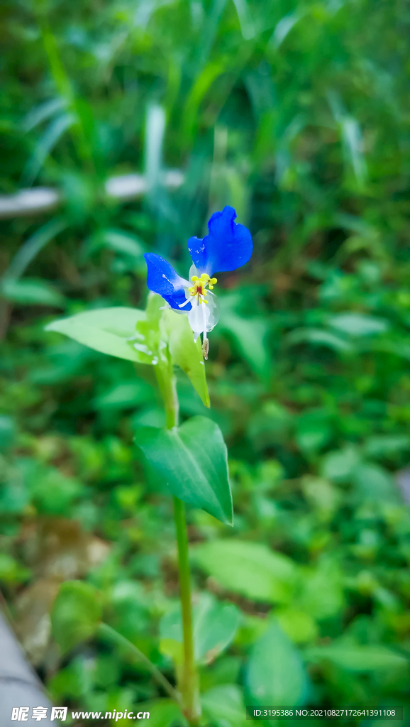鸭跖花