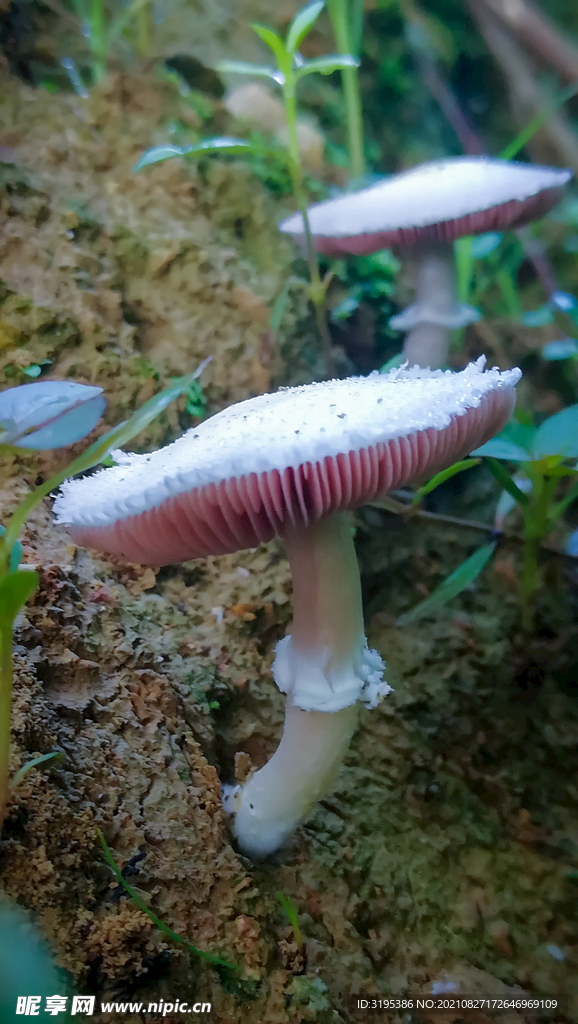 野蘑菇