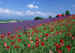 田园风景摄影