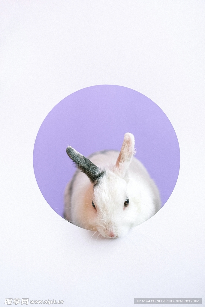 兔兔头像款