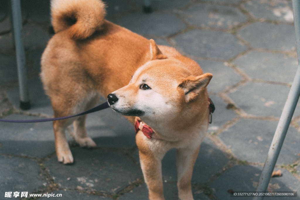 柴犬摄影