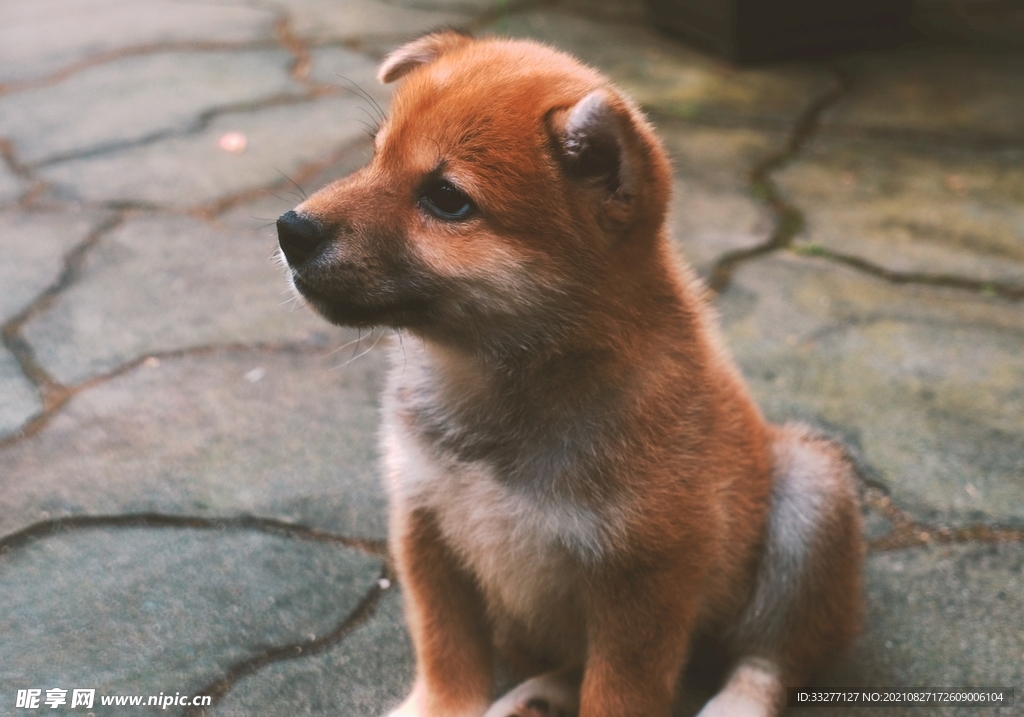 小柴犬摄影