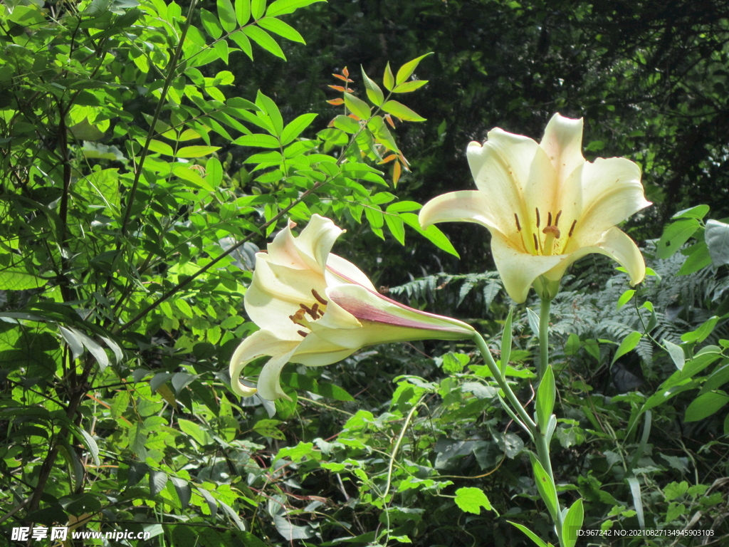 百合花