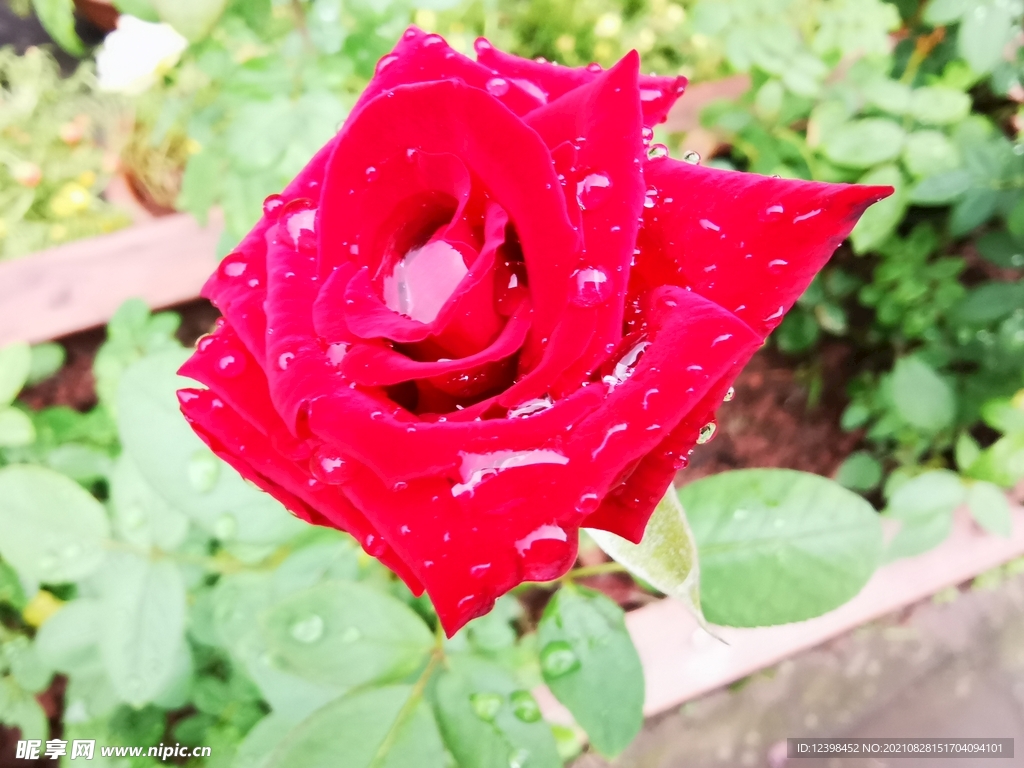 玫瑰花