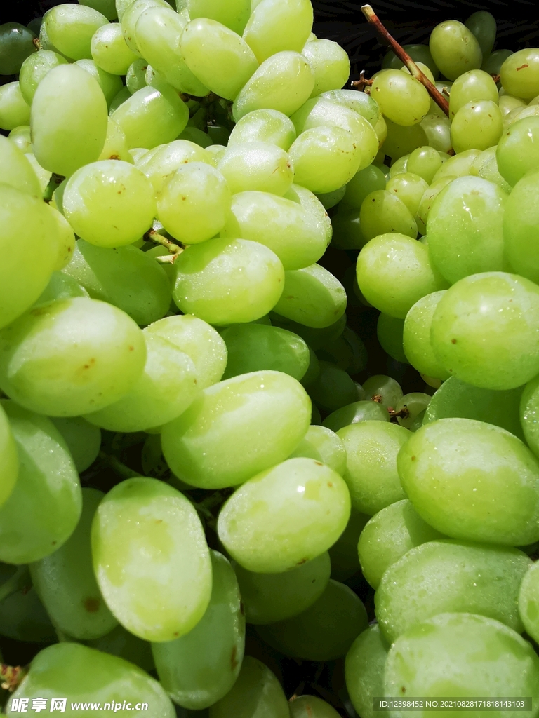 青葡萄