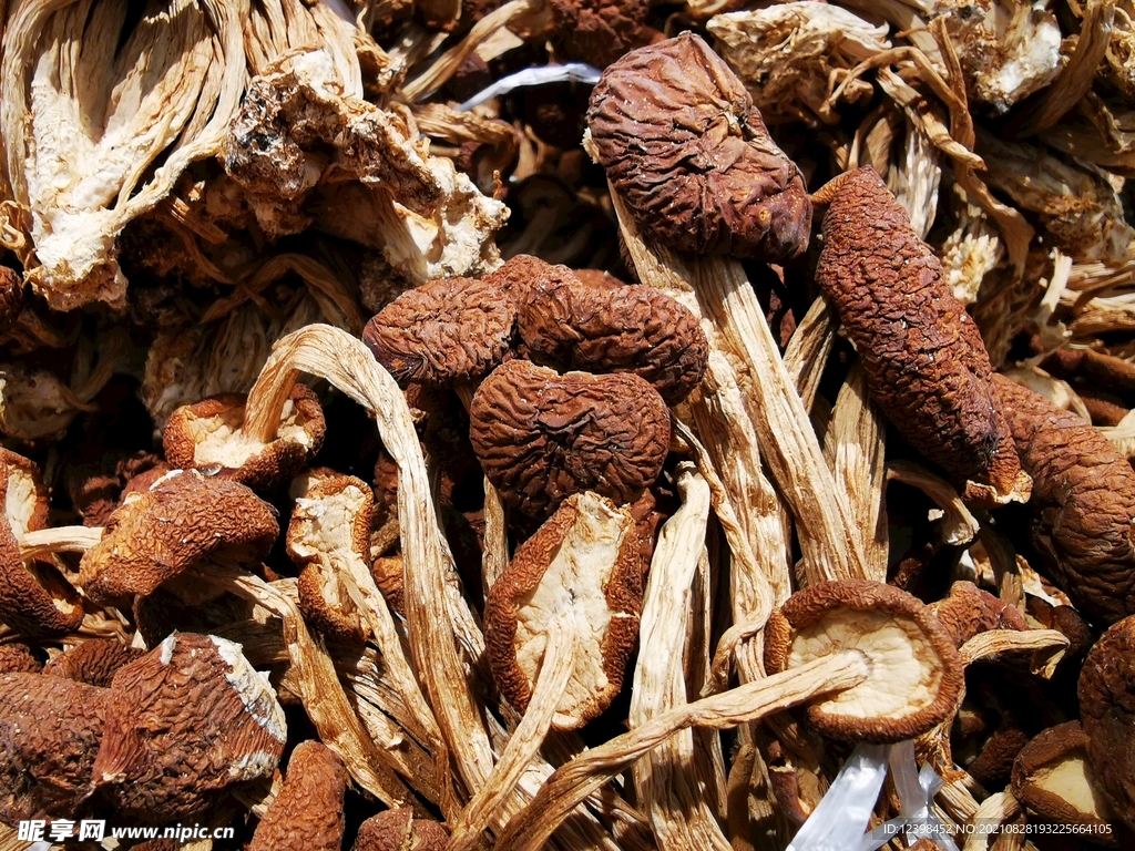 茶树菇